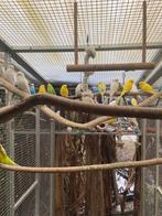 Grasparkieten, Dieren en Toebehoren, Vogels | Parkieten en Papegaaien