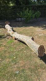 Oude Notelaar. Stam en 5 stukken. 5m x 38cm tot 25cm, Doe-het-zelf en Bouw, Hout en Planken, Ophalen, Gebruikt
