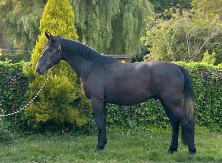 allrounder, Animaux & Accessoires, Chevaux, Hongre, Débourré, 170 à 175 cm, 3 à 6 ans, Cheval de saut, Avec pedigree, Avec puce électronique