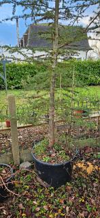 Libanonceder, Enlèvement, En pot, 250 à 400 cm