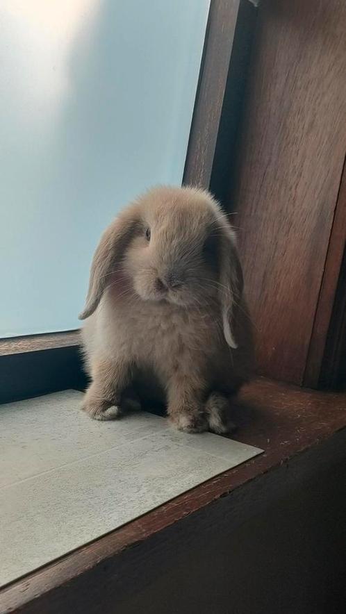 Lief  minilop rammetje, Dieren en Toebehoren, Konijnen, Dwerg, Meerdere dieren, 0 tot 2 jaar, Hangoor