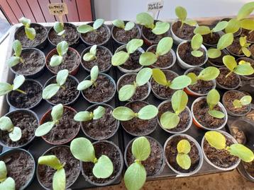 Plants de Potimarron Bio, Butternut Bio beschikbaar voor biedingen