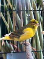 Kanarie met kooi, Dieren en Toebehoren