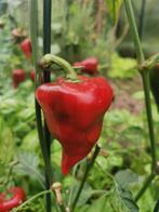 5 zaden paprika rode kaboutermuts - biologische teelt, Tuin en Terras, Verzenden, Voorjaar, Volle zon, Zaad