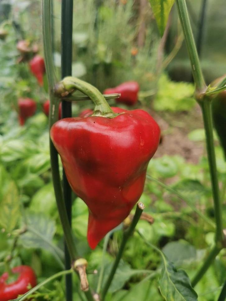 5 zaden paprika rode kaboutermuts - biologische teelt, Tuin en Terras, Bloembollen en Zaden, Zaad, Voorjaar, Volle zon, Verzenden