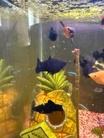 Black molly’s, Dieren en Toebehoren, Vissen | Aquariumvissen, Vis, Zoetwatervis