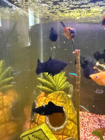 Black molly’s beschikbaar voor biedingen