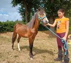 Knappe Jaarling B pony, Dieren en Toebehoren, 0 tot 2 jaar, Hengst, B pony (1.17m tot 1.27m), Onbeleerd