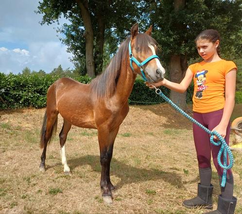 Knappe Jaarling B pony, Dieren en Toebehoren, Pony's, Hengst, Onbeleerd, B pony (1.17m tot 1.27m), Recreatiepony, 0 tot 2 jaar