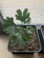 Ginkgo Biloba, Ophalen, In pot