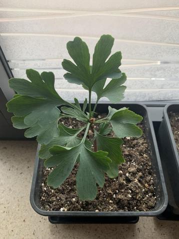 Ginkgo Biloba beschikbaar voor biedingen