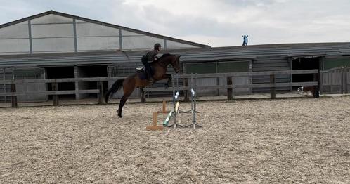 4 jarige ruin te koop, Dieren en Toebehoren, Paarden, Ruin, Zadelmak, 165 tot 170 cm, 3 tot 6 jaar, Springpaard, Met stamboom