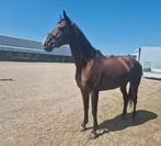 Super brave merrie te koop, Dieren en Toebehoren, Paarden, Merrie, Gechipt, Dressuurpaard, L