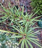 Winterharde Yucca, Overige soorten, Volle zon, Vaste plant, Ophalen of Verzenden