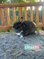 TER ADOPTIE VOEDSTER ONG 3,5 jaar oud