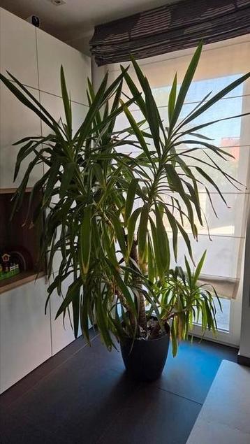 Grote, mooie yucca beschikbaar voor biedingen