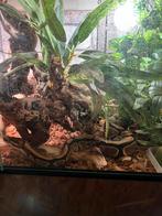 Python met terrarium, Dieren en Toebehoren, Slang, Met terrarium, 3 tot 6 jaar