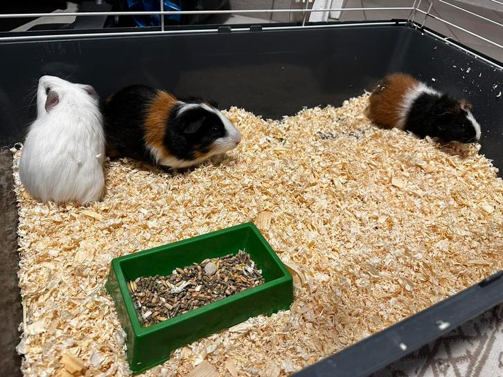 Maman cobaye avec 2 oursons + cage et accessoires, Animaux & Accessoires, Rongeurs, Plusieurs animaux, Cobaye, Février