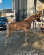 Haflinger hengst en veulen!, Dieren en Toebehoren, Hengst