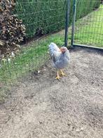Haan, Dieren en Toebehoren, Mannelijk, Kip
