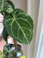 Anthurium Magnificum Large, Ophalen of Verzenden