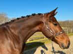 6 jarige Expression ruin, Dieren en Toebehoren, Paarden, Gechipt, Ruin, Niet van toepassing, Dressuurpaard