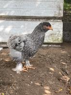 Brahma kuikens