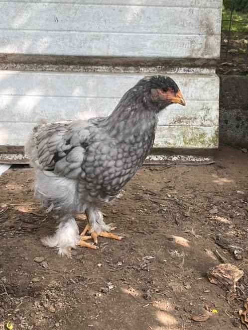 Brahma kuikens, Dieren en Toebehoren, Pluimvee