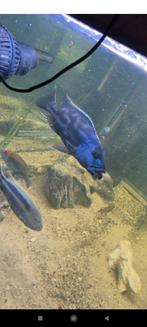Cichlidès Malawi grand couple nimbochromis fusco