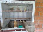 Kleurmutaties groenvinken, Dieren en Toebehoren, Meerdere dieren, Wildzangvogel, Geringd