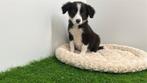 Border Collie Pups