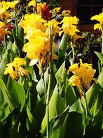 canna,s geel bloem, Ophalen of Verzenden