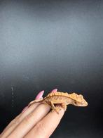 Harlequin wimpergekko, Dieren en Toebehoren