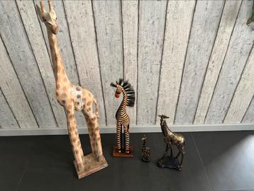 Giraffen beschikbaar voor biedingen