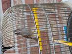 ZEER goed fluitende KLEURKANARIES van 2025 geringd, Dieren en Toebehoren, Vogels | Kanaries, Meerdere dieren, Zangkanarie