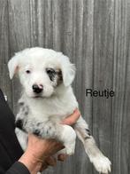 Raszuivere border collie puppy’s, Dieren en Toebehoren, Honden | Herdershonden en Veedrijvers, CDV (hondenziekte), België, Fokker | Hobbymatig