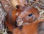 Cavia beertje nog jong, Dieren en Toebehoren, Juli, Mannelijk, Cavia