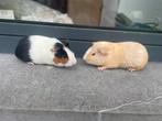 Jonge cavias, Dieren en Toebehoren, Knaagdieren, Cavia, Augustus, Mannelijk, Tam