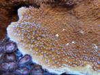 2 types d'assiettes Montipora, Animaux & Accessoires, Poissons | Poissons d'aquarium