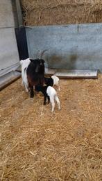 Wallische geiten bokken, Dieren en Toebehoren, Schapen, Geiten en Varkens