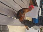 Coq, Animaux & Accessoires, Mâle, Oiseau chanteur sauvage, Domestique