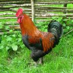 Marans trio., Dieren en Toebehoren, Pluimvee