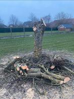 Gezocht: Bomen om gratis te kappen in ruil voor het hout, Tuin en Terras, Ophalen