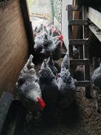Broedeieren Mechelse koekoek, Dieren en Toebehoren