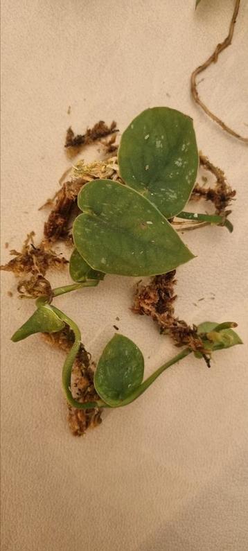 Monstera Dubia stekjes  beschikbaar voor biedingen