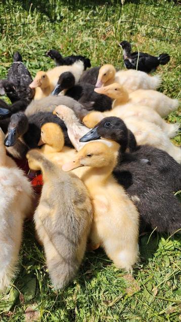 Eenden, Dieren en Toebehoren, Pluimvee, Eend