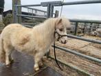 shetland, Dieren en Toebehoren, Meerdere dieren, L, A pony (tot 1.17m), Gechipt