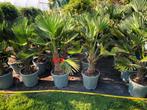 Trachycarpus wagnerianus Winterharde palmboom, Tuin en Terras, Planten | Bomen, Lente, 100 tot 250 cm, Palmboom, Ophalen