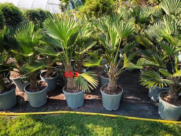 Trachycarpus wagnerianus Winterharde palmboom beschikbaar voor biedingen