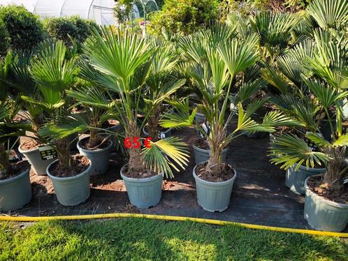 Trachycarpus wagnerianus Winterharde palmboom, Tuin en Terras, Planten | Bomen, Palmboom, 100 tot 250 cm, Volle zon, Lente, In pot